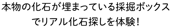 本物の化石が埋まっている採掘ボックスでリアル化石探しを体験！